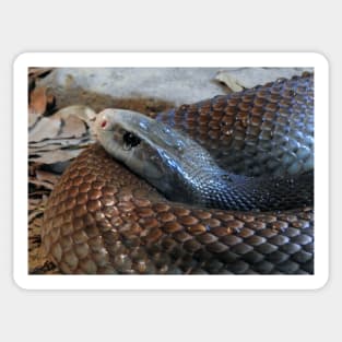 Coastal Taipan Sticker